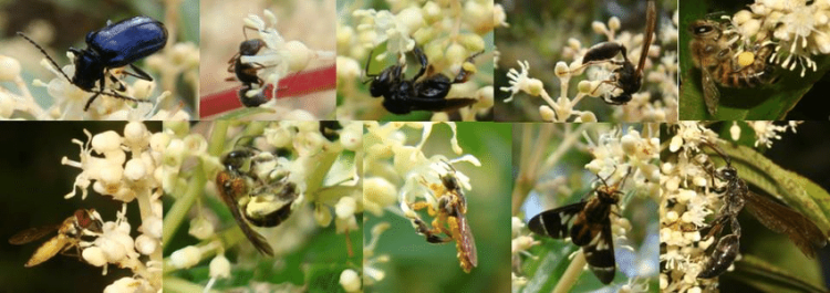 Main-flower-pollination-insects